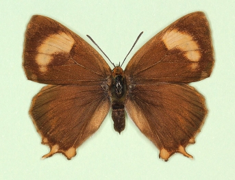 fisonii Brown Hairstreak (Thecla betulae)