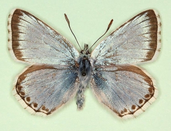 anticuneata Chalkhill Blue (Polyommatus (Lysandra) coridon)
