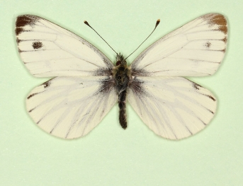 antidexfuscosignata Green-veined White (Pieris napi)