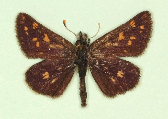 ab. nov Chequered Skipper (Carterocephalus palaemon)