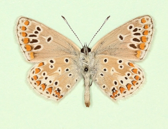 subtus-radiata Brown Argus (Aricia agestis)
