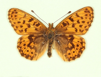 ab. nov Pearl-bordered Fritillary (Boloria euphrosyne)