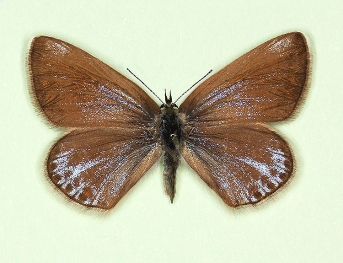 fusca-caerulescens Common Blue (Polyommatus (Lysandra) icarus)