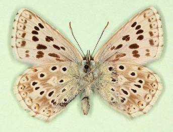 quadrielongata + postdiscoelongata Chalkhill Blue (Polyommatus (Lysandra) coridon)