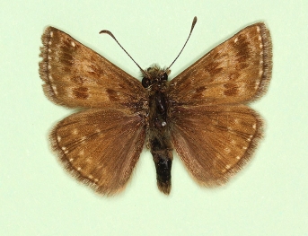 pseudobrunnea Dingy Skipper (Erynnis tages)