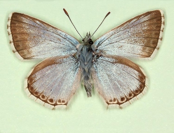 melaina Chalkhill Blue (Polyommatus (Lysandra) coridon)