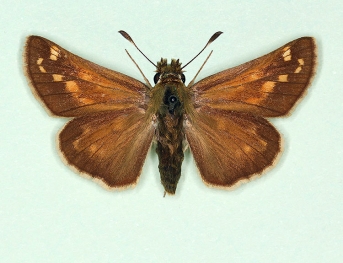 suffusa Silver-spotted Skipper (Hesperia comma)