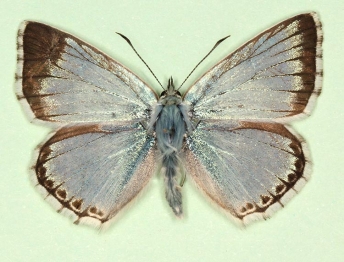 irregularia Chalkhill Blue (Polyommatus (Lysandra) coridon)