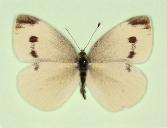 fasciata Small White (Pieris rapae)