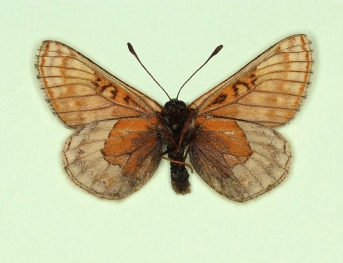 sebaldus Marsh Fritillary (Euphydryas aurinia)