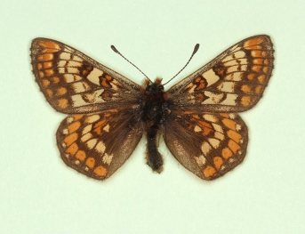 impunctata Marsh Fritillary (Euphydryas aurinia)