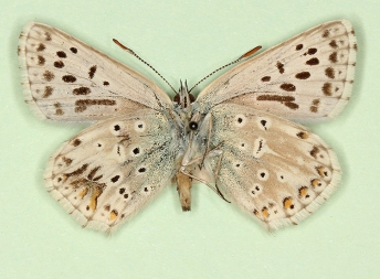 postaurantiaextensa Chalkhill Blue (Polyommatus (Lysandra) coridon)