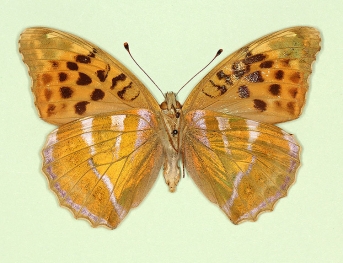 asymmetrical Silver-washed Fritillary (Argynnis paphia)