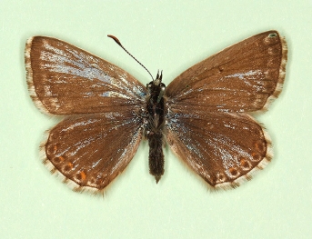 roystonensis Chalkhill Blue (Polyommatus (Lysandra) coridon)