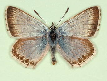 cuneata Chalkhill Blue (Polyommatus (Lysandra) coridon)
