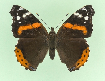 angustifasciata Red Admiral (Vanessa atalanta)