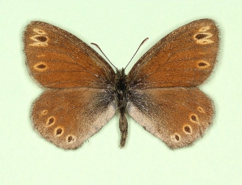 Large heath (Coenonympha tullia)