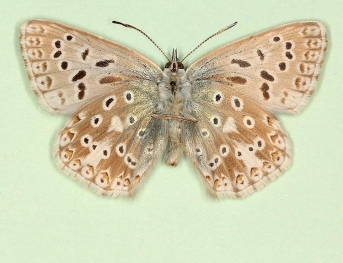 basielongata Chalkhill Blue (Polyommatus (Lysandra) coridon)