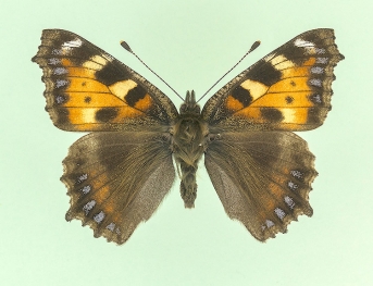trans ab. nigra Small Tortoiseshell (Aglais urticae)