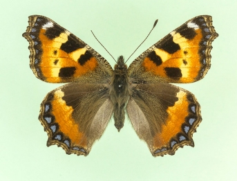 flavotesselata Small Tortoiseshell (Aglais urticae)