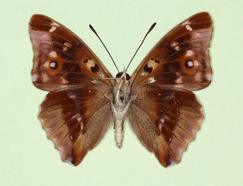 lugenda Purple Emperor (Apatura iris)