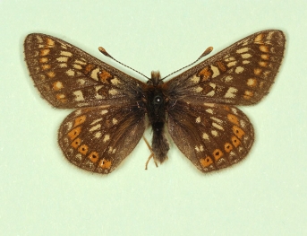 insterbergia Marsh Fritillary (Euphydryas aurinia)