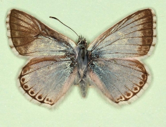 pathological + teratological Chalkhill Blue (Polyommatus (Lysandra) coridon)