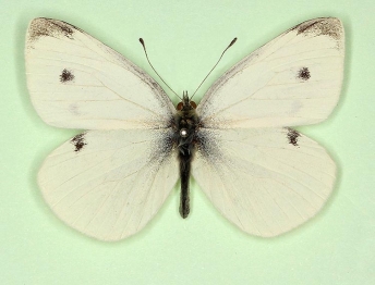 Small White (Pieris rapae)