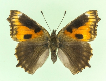 conjuncta Small Tortoiseshell (Aglais urticae)
