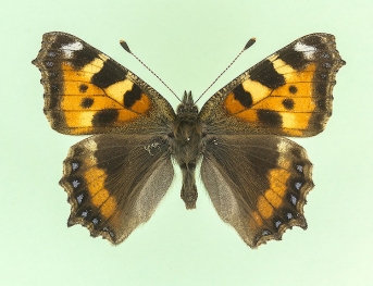 angustibalteata Small Tortoiseshell (Aglais urticae)
