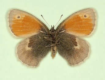 antiparvipuncta Small Heath (Coenonympha pamphilus)