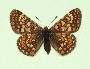 dubia Marsh Fritillary (Euphydryas aurinia)