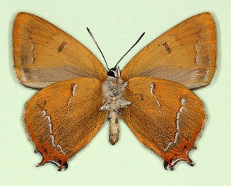 unistrigata Brown Hairstreak (Thecla betulae)