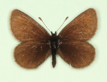 obsoleta Mountain Ringlet (Erebia epiphron)