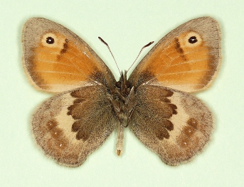nolkeniana Small Heath (Coenonympha pamphilus)