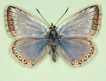 suavis Chalkhill Blue (Polyommatus (Lysandra) coridon)