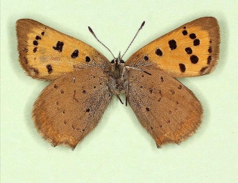 Small Copper (Lycaena phlaeas)