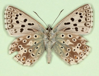 basielongata + nonarcuata Chalkhill Blue (Polyommatus (Lysandra) coridon)