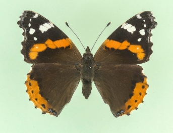 largomarginata Red Admiral (Vanessa atalanta)