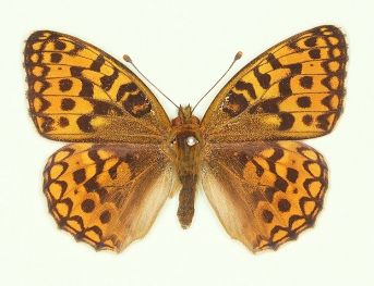 nov High Brown Fritillary (Argynnis adippe)