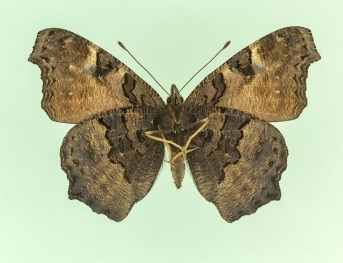 An extreme form of fischeri  Peacock (Inachis io)