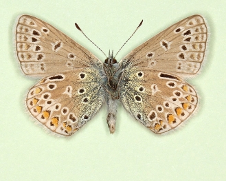 apicojuncta Common Blue (Polyommatus (Lysandra) icarus)
