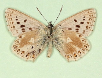 irregularia Chalkhill Blue (Polyommatus (Lysandra) coridon)