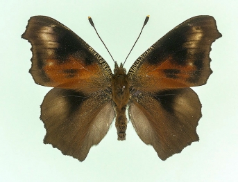 extrema Peacock (Inachis io)