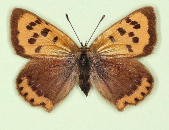 intermedia Small Copper (Lycaena phlaeas)