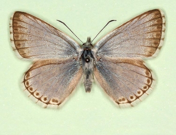 infralavendula Chalkhill Blue (Polyommatus (Lysandra) coridon)