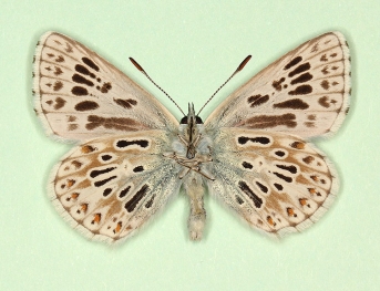 extensa Chalkhill Blue (Polyommatus (Lysandra) coridon)