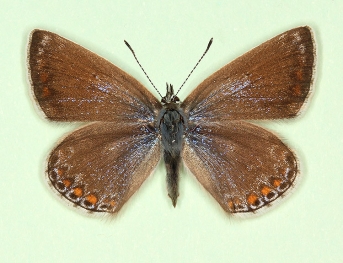 anticoelunata Common Blue (Polyommatus (Lysandra) icarus)