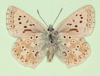 semibasijuncta + basijuncta Chalkhill Blue (Polyommatus (Lysandra) coridon)