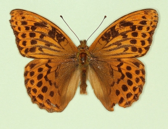 nov Silver-washed Fritillary (Argynnis paphia)